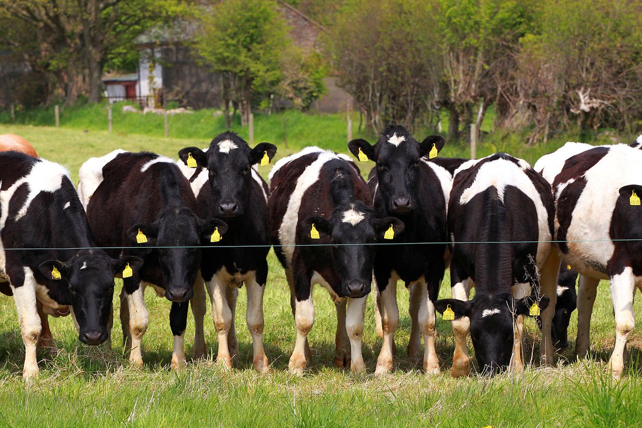 Contract rearing: 'Move the animals, not the fodder'