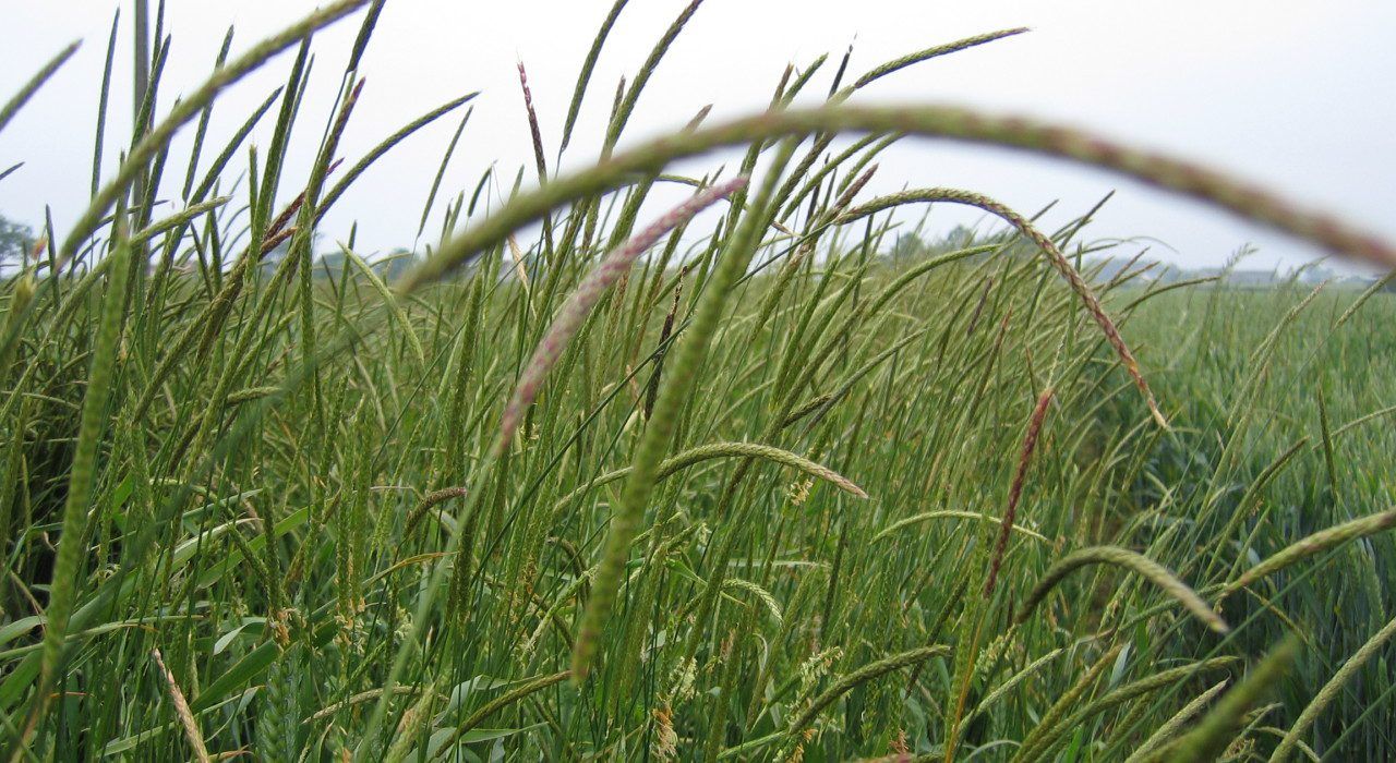 National Tillage Conference to focus on markets and blackgrass