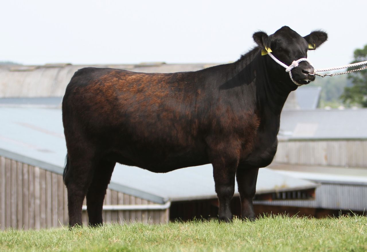 Galway breeder buys top-priced heifer at Mogeely sale