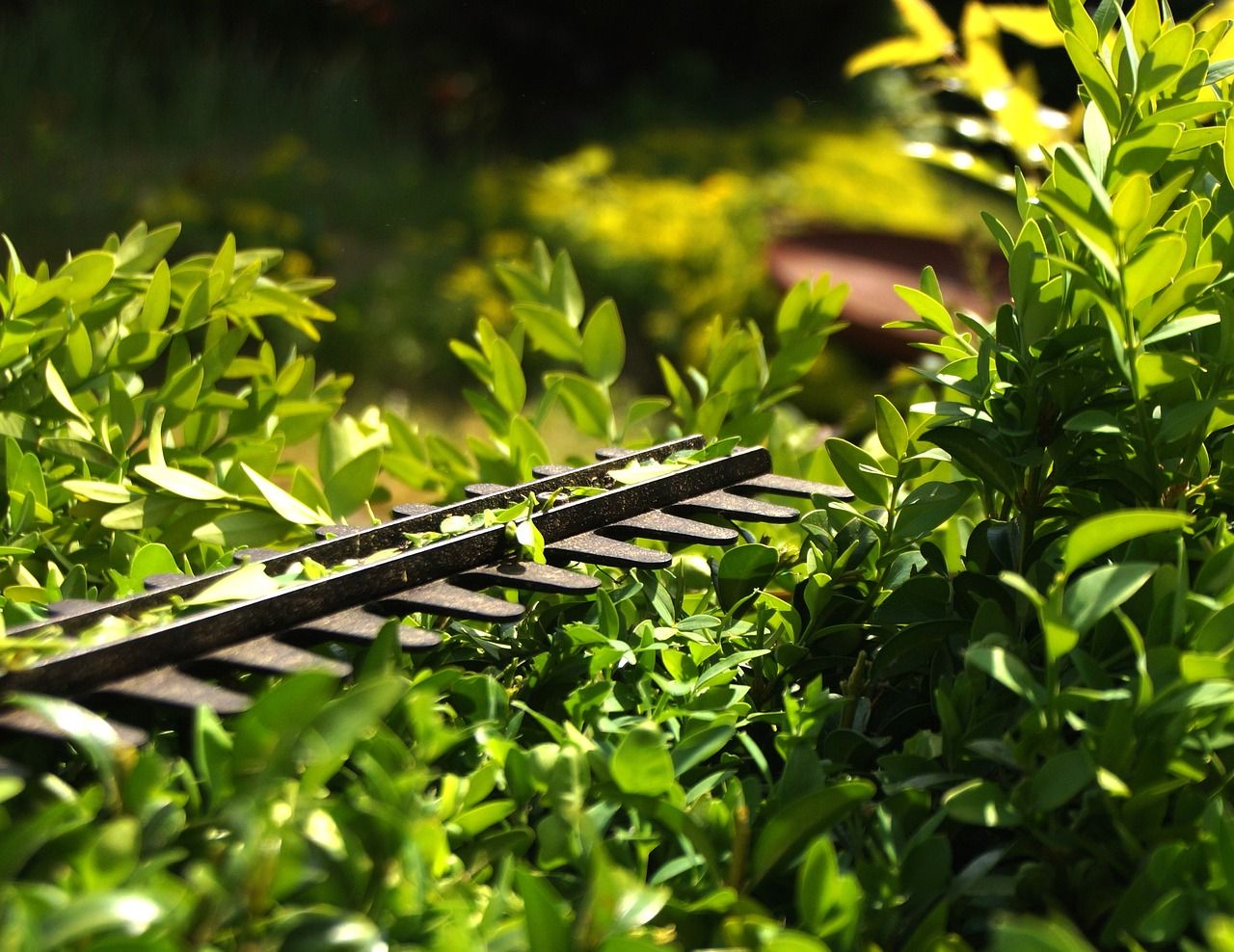 Minister 'not in a position to introduce hedge cutting grant'