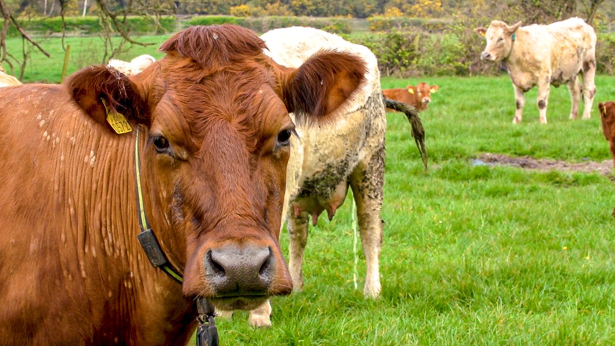 €100 million Brexit scheme for food processing 'not of immediate help to farmers'
