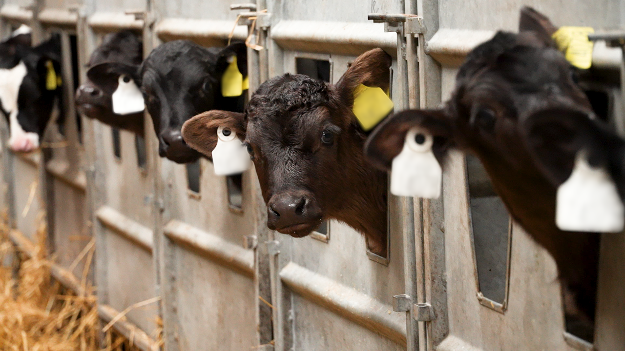 Get more heifers in-calf, earlier with synchronisation and fixed time AI