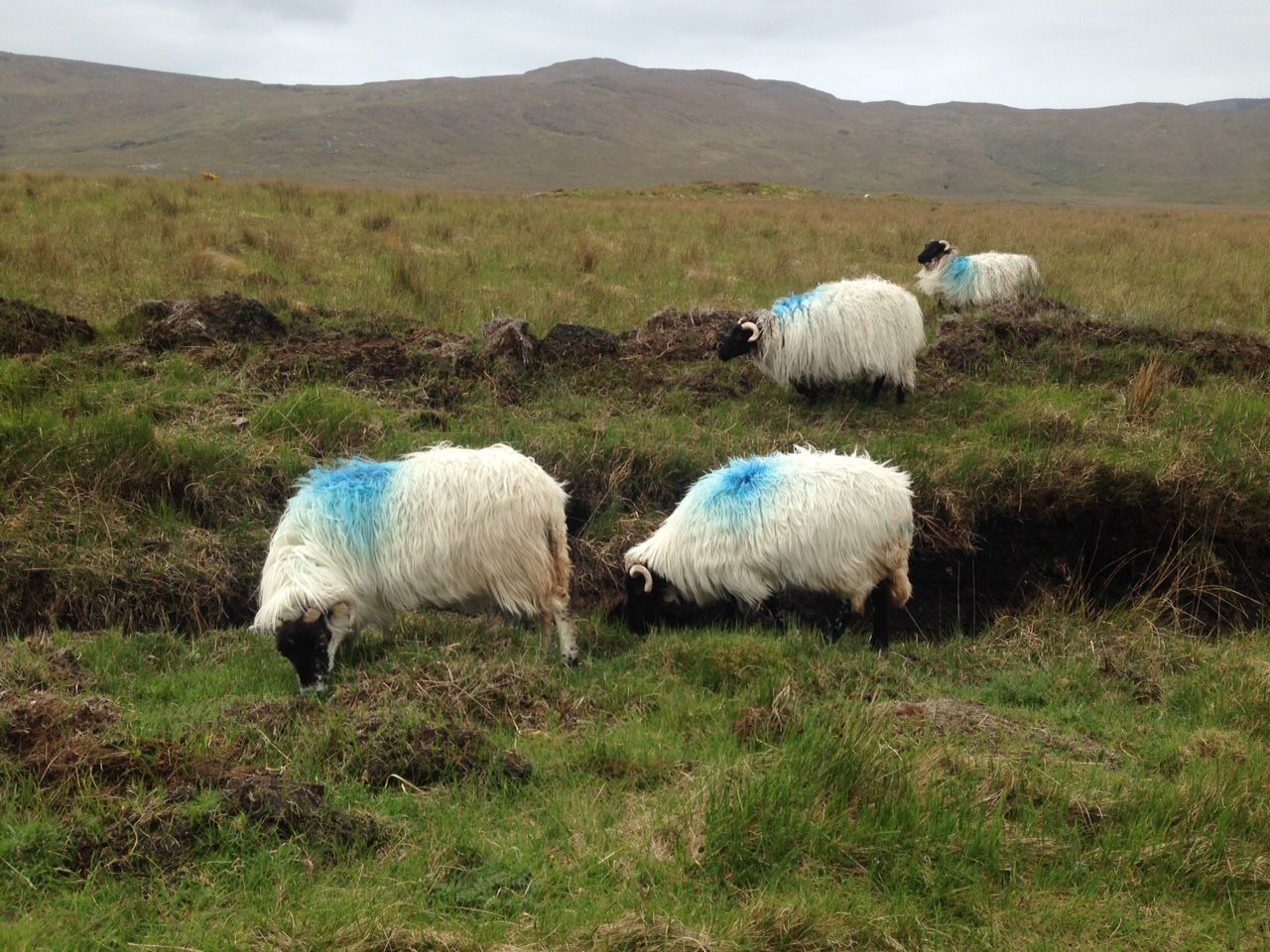 40% of farmers earn less than €10,000 from the farm