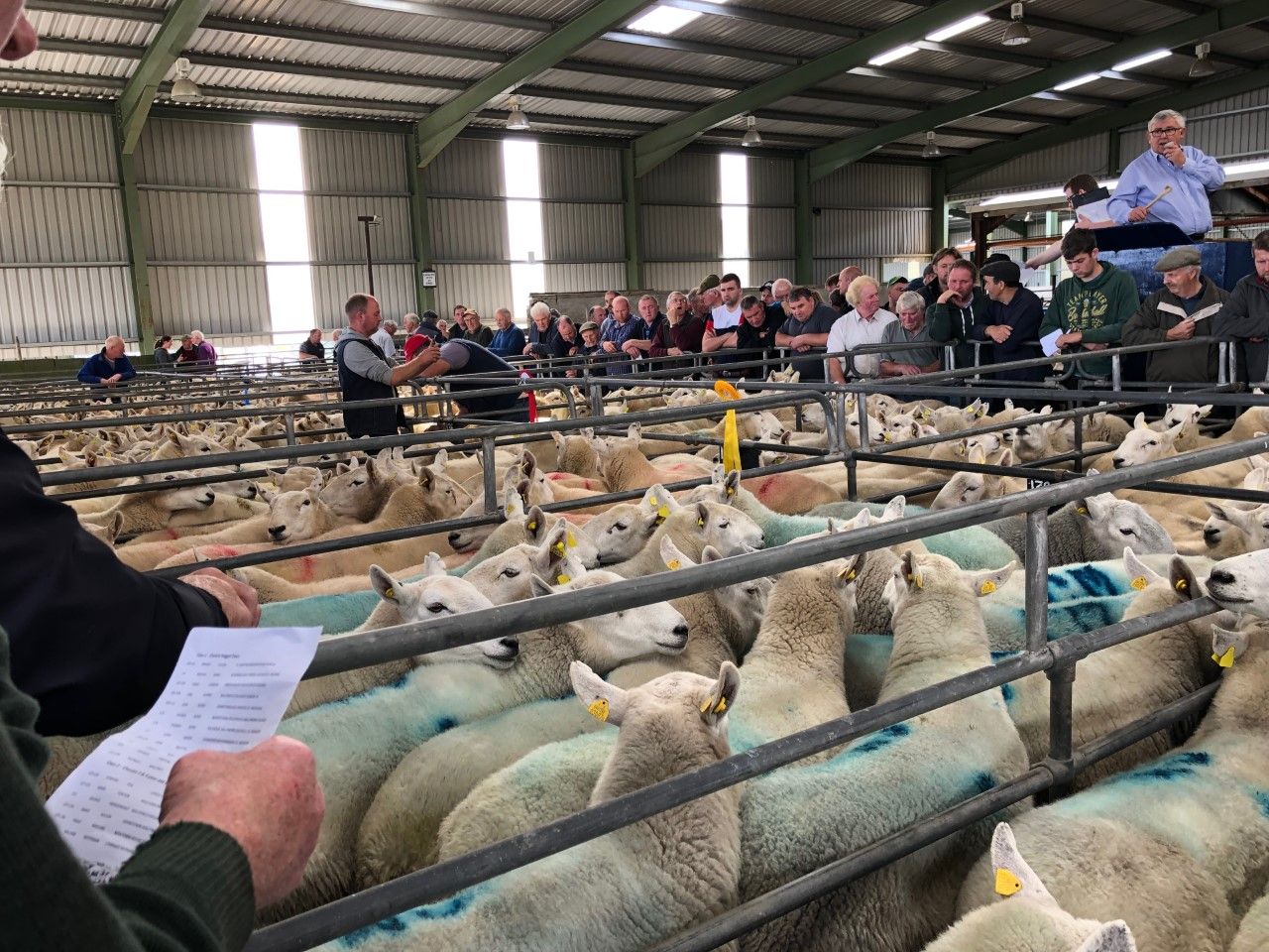 2 further marts approved to read electronic sheep tags; find out which ones...