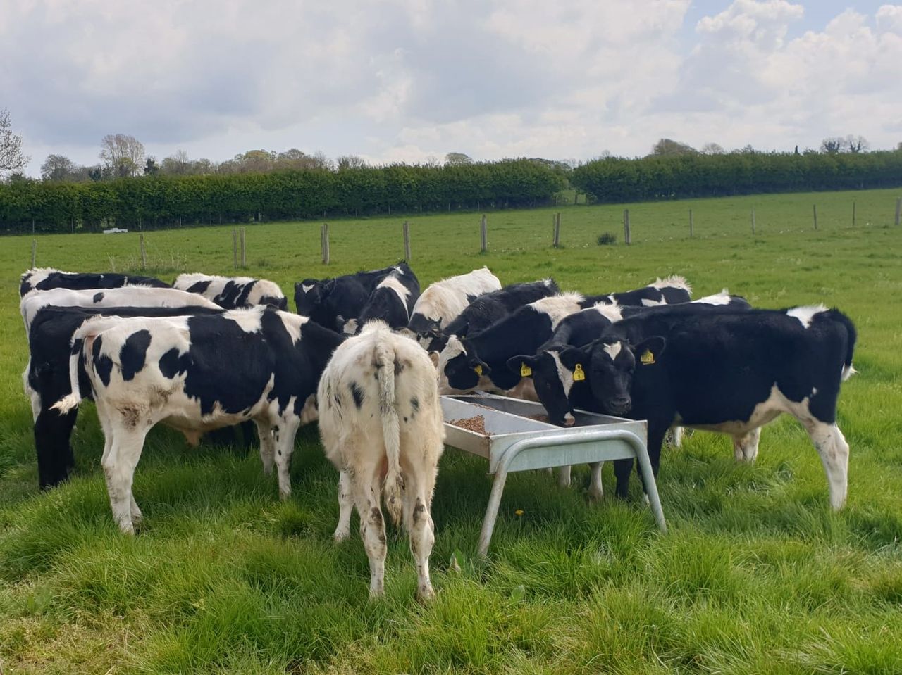 CAFRE to launch new dairy beef knowledge transfer project