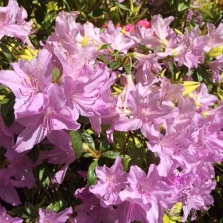 10 simple jobs to ensure your garden is in tip-top shape