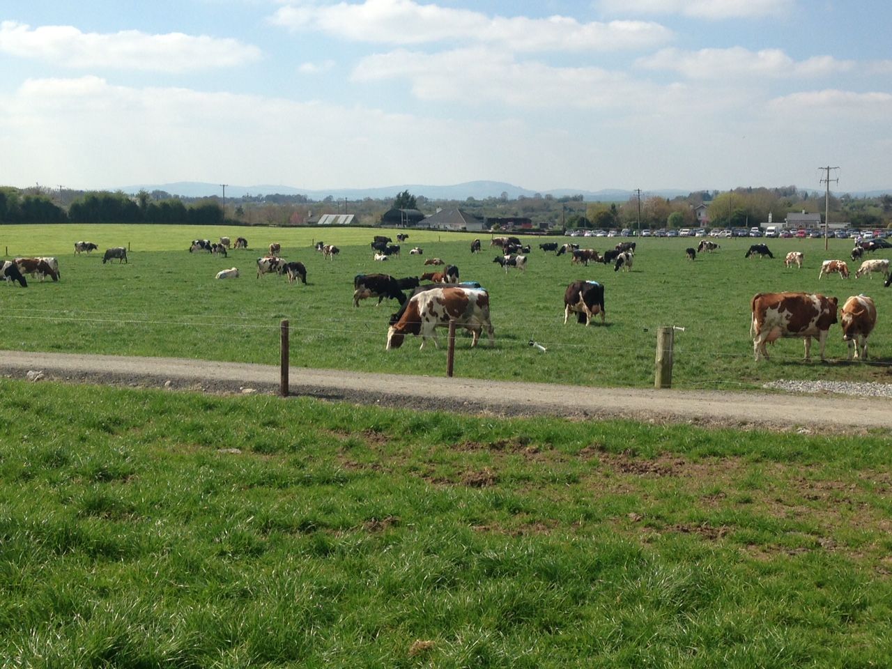 Reaction as dairy trade auction sees powder price fall to 11c/L equivalent