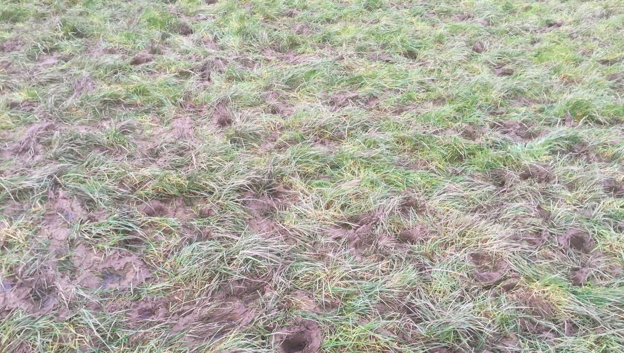 Should I roll my damaged paddocks?