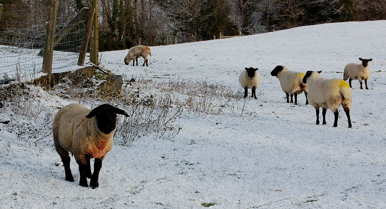 Key advice for livestock farmers in light of Status Red weather warning