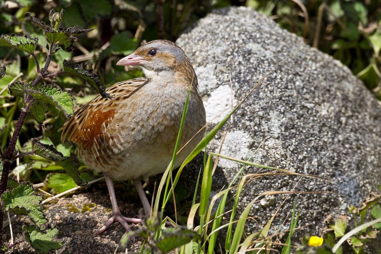 Corncrake territories reach highest number in 25 years - NPWS