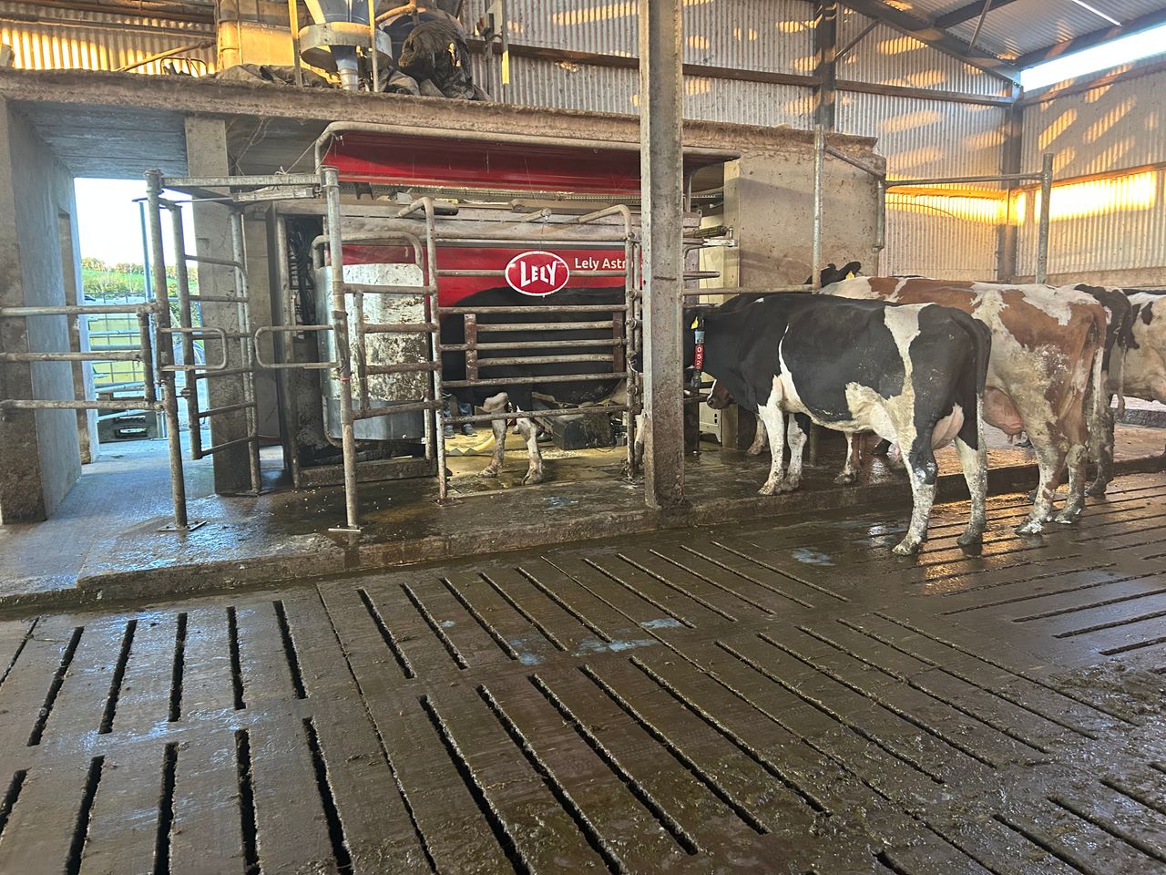 Monaghan beef farm chooses robots for switch to dairy