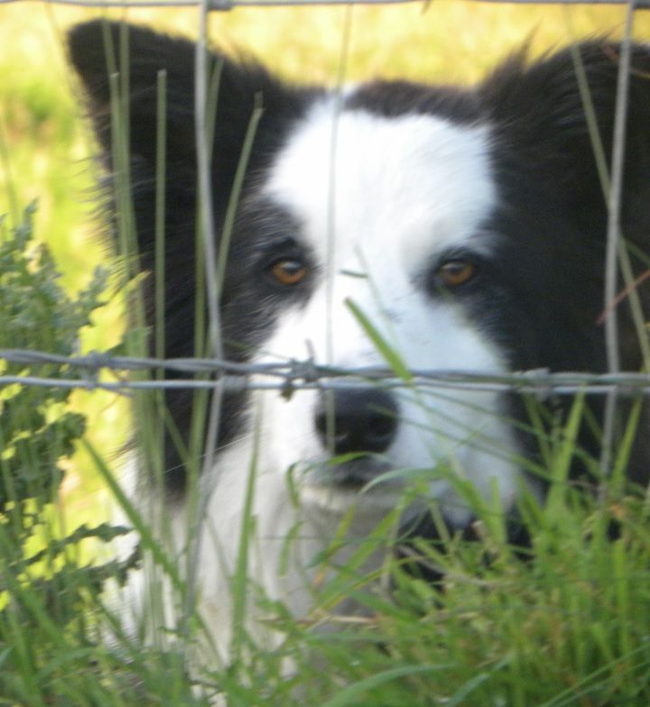 P45s could be on the way for sheepdogs