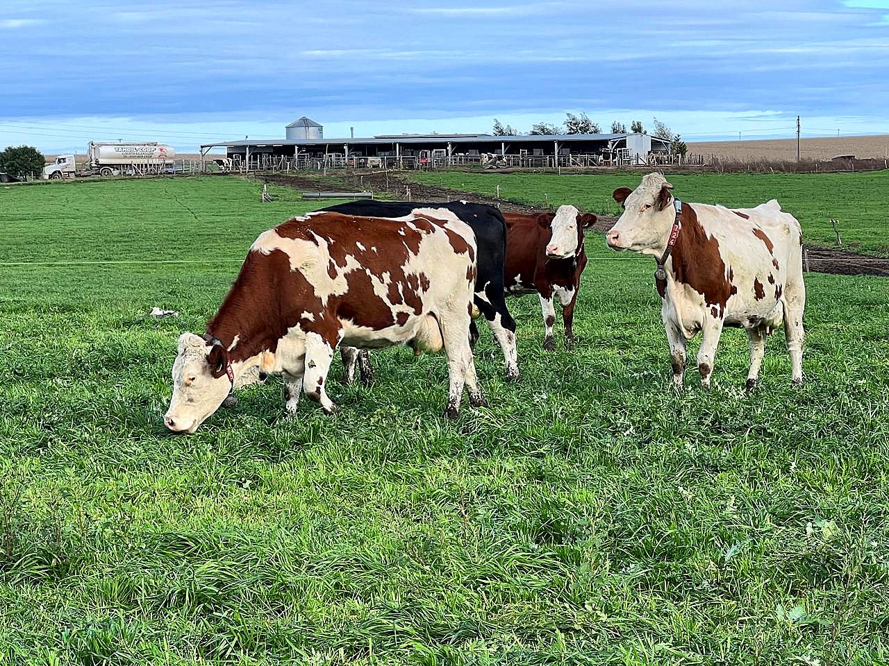 High inflation counters rising milk prices for Argentinian dairy farmer