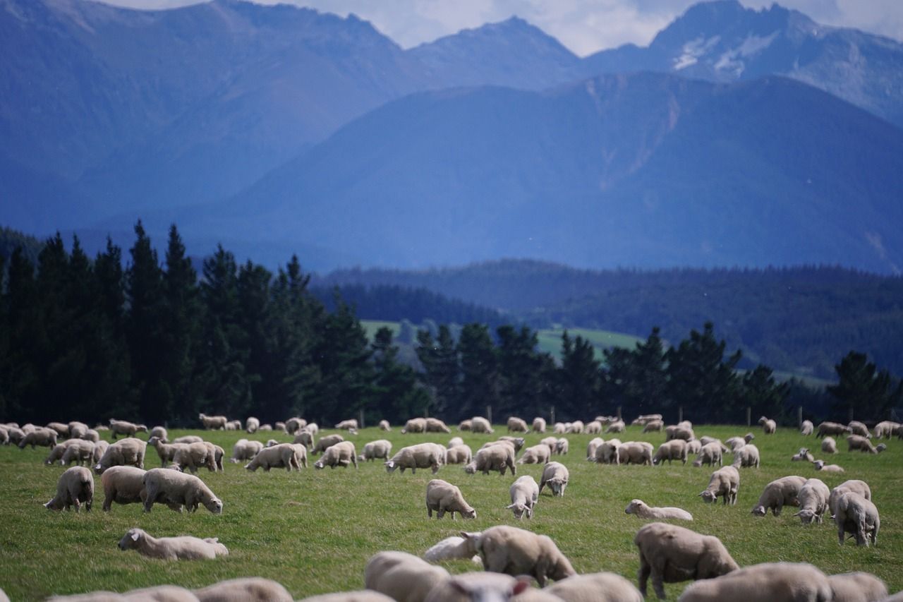 Report confirms fewer New Zealand lambs in spring 2024
