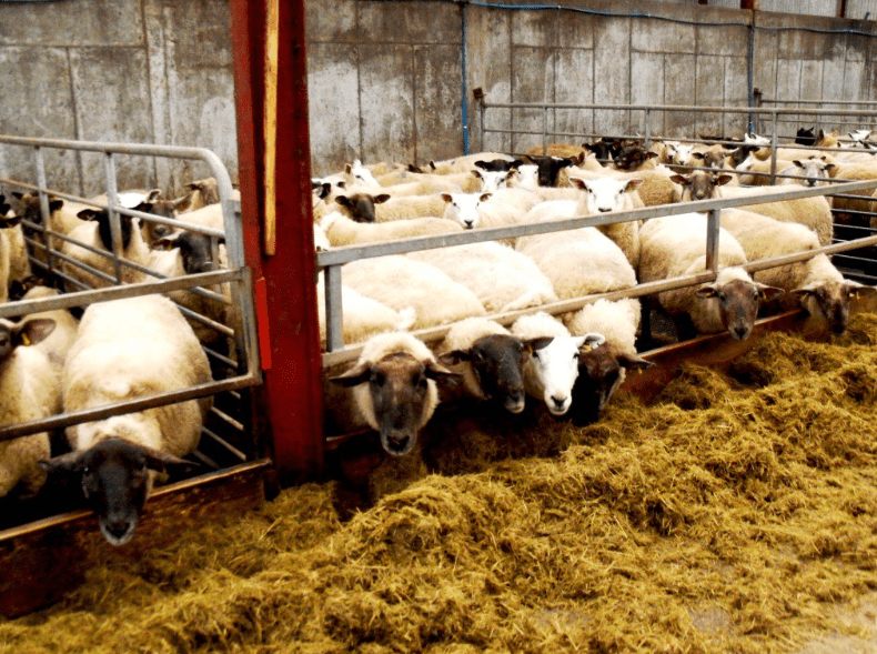 Housed your flock yet? Here are some points to consider for the lambing shed