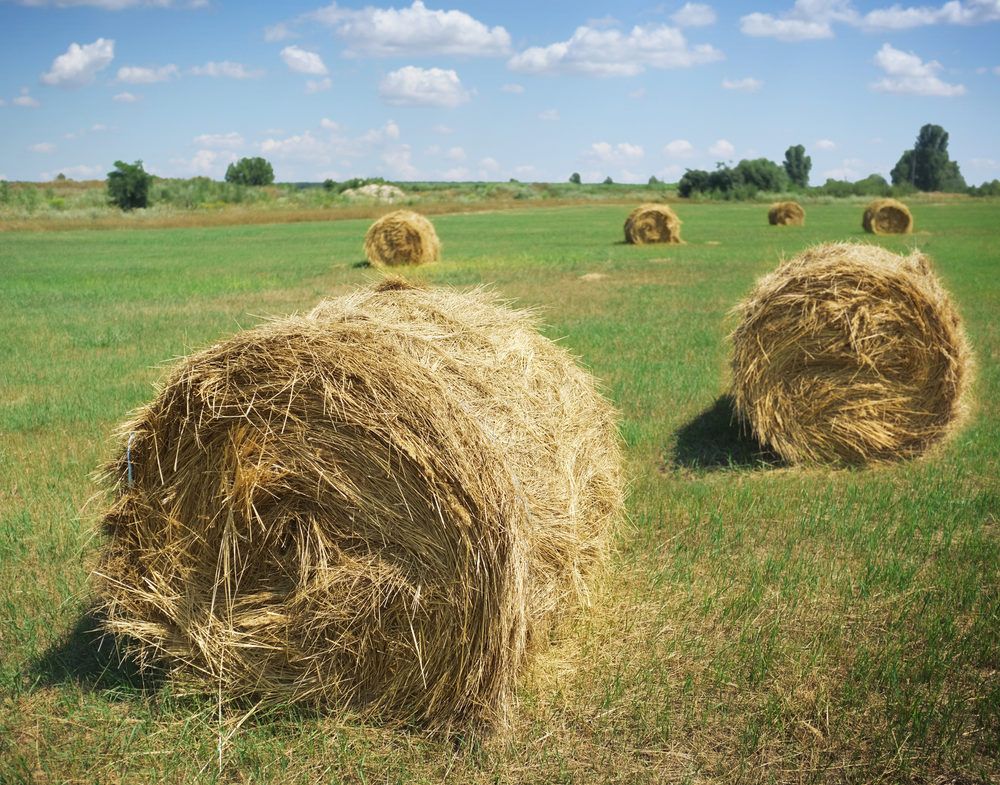Fodder action group in search of 'southern comfort'