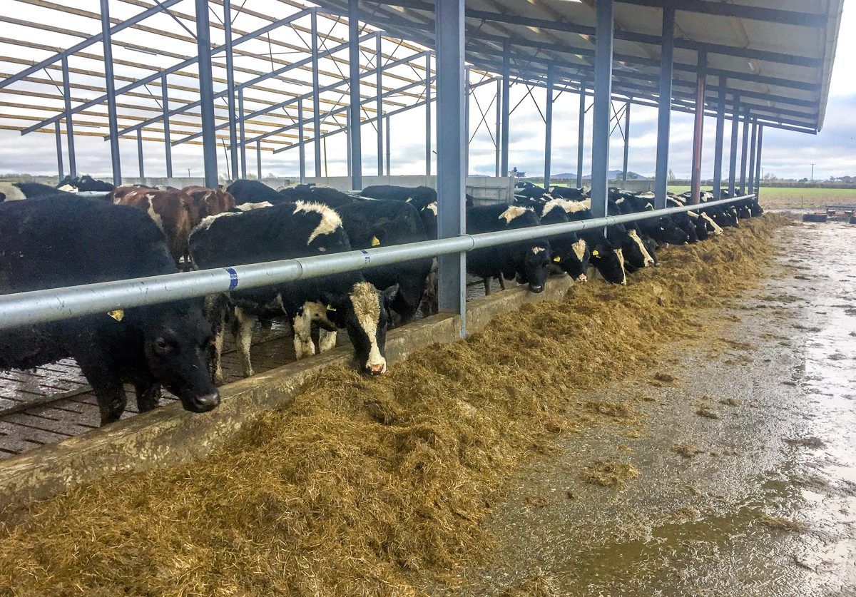 Dairy focus: Expecting 120 cows to calve in 21 days in Co. Laois