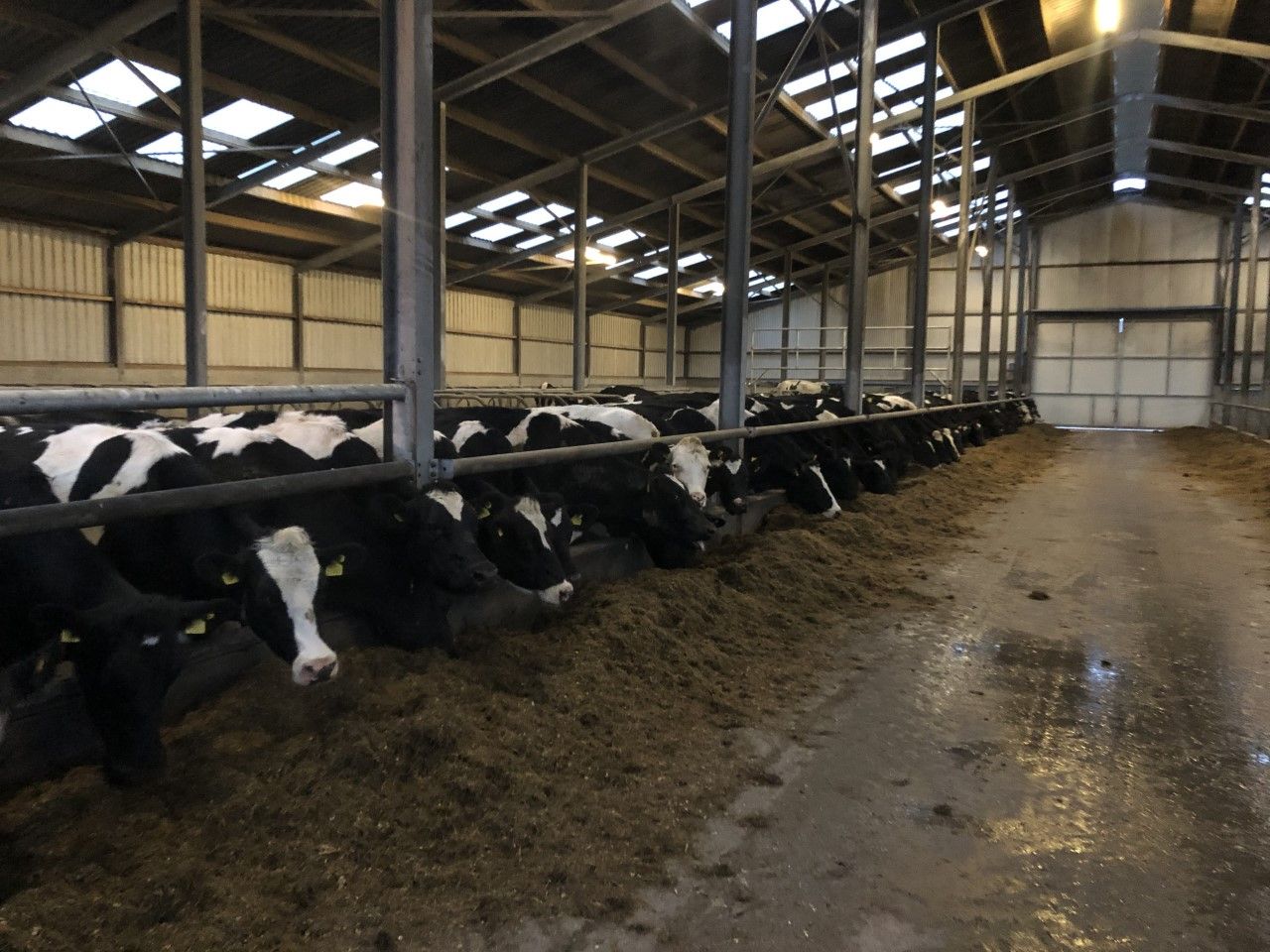 Dairy farmers in Denmark to lose derogation next week