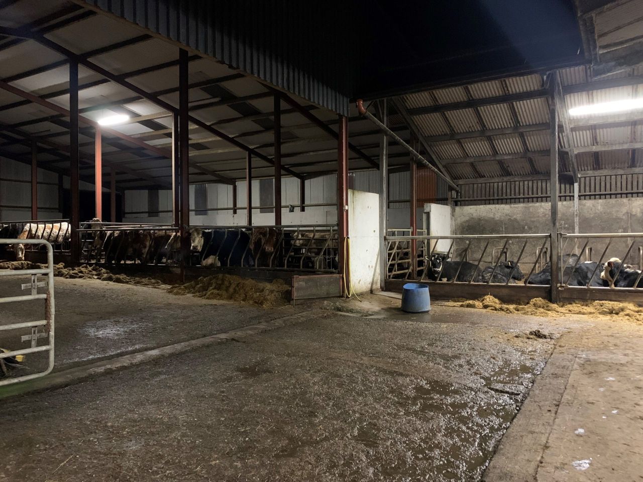 Latest rise in factory quotes sees over €5/kg paid for cattle