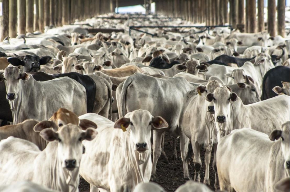 EU farmers 'stabbed in back' by Mercosur deal - Beef Plan Movement