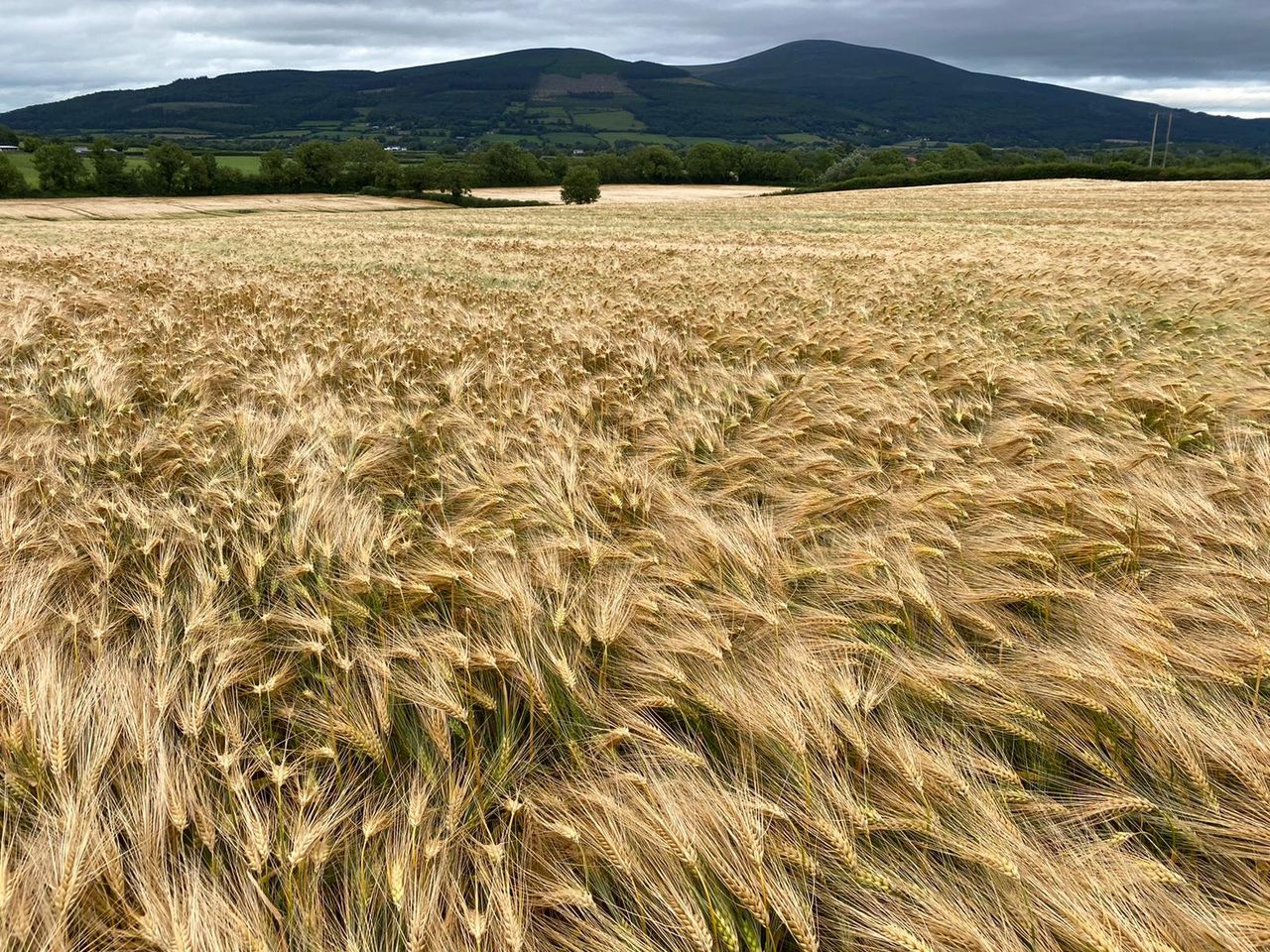 Will this BYDV tolerant winter barley bring 'joy' to farmers?