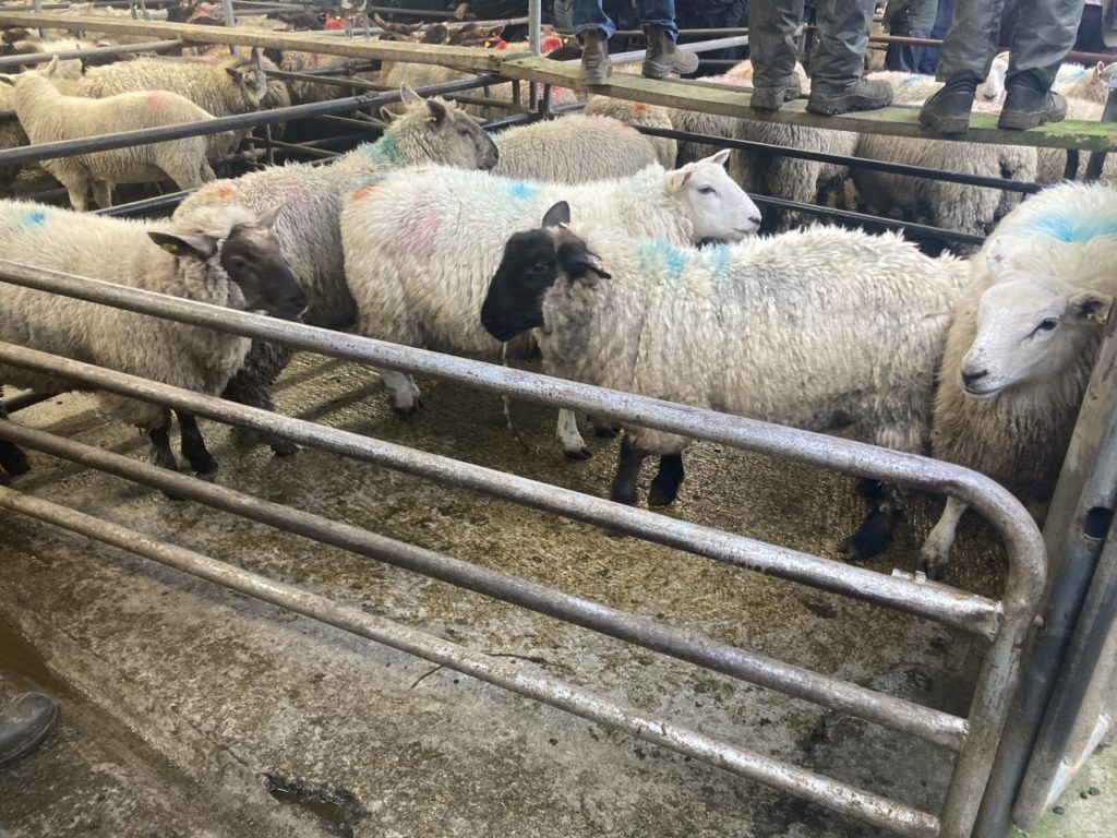 Hogget supplies at marts getting smaller