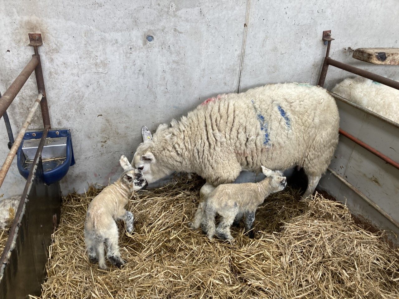 Lambing essentials for early-lambing flocks