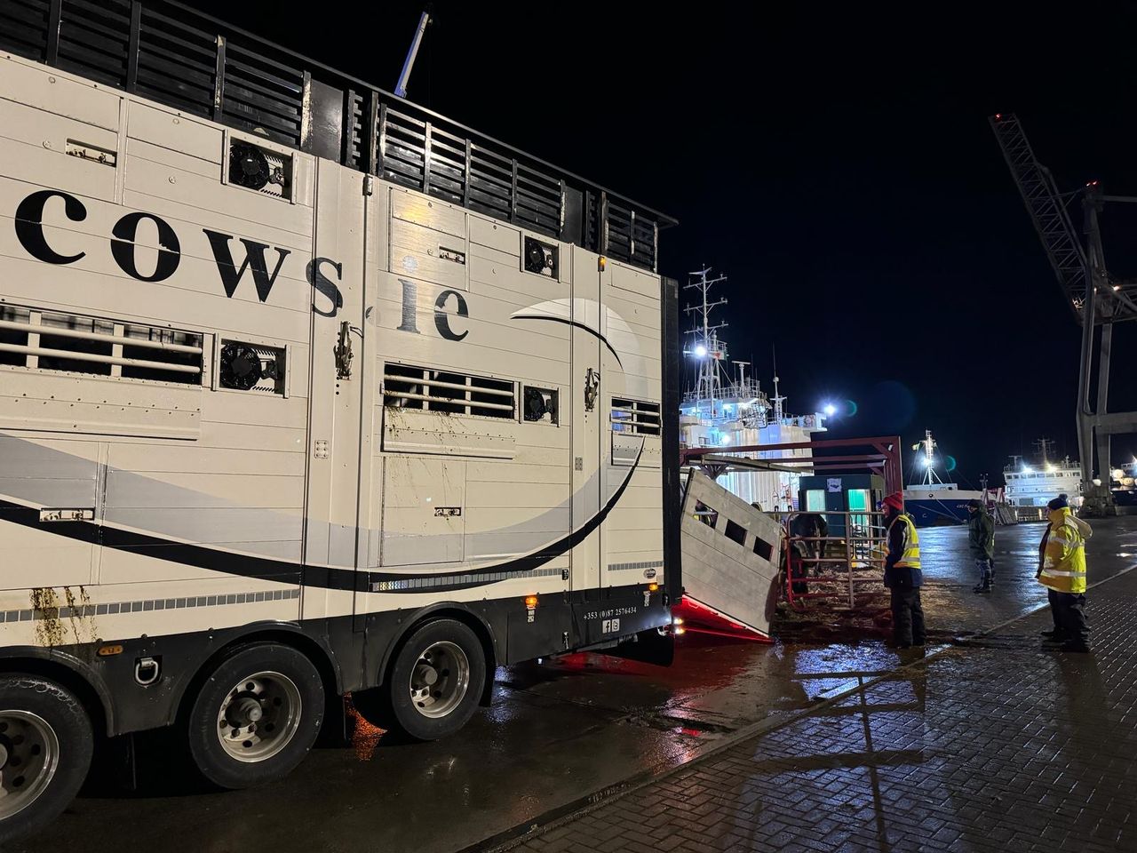 Video: First-ever full shipment of Irish dairy heifers exported