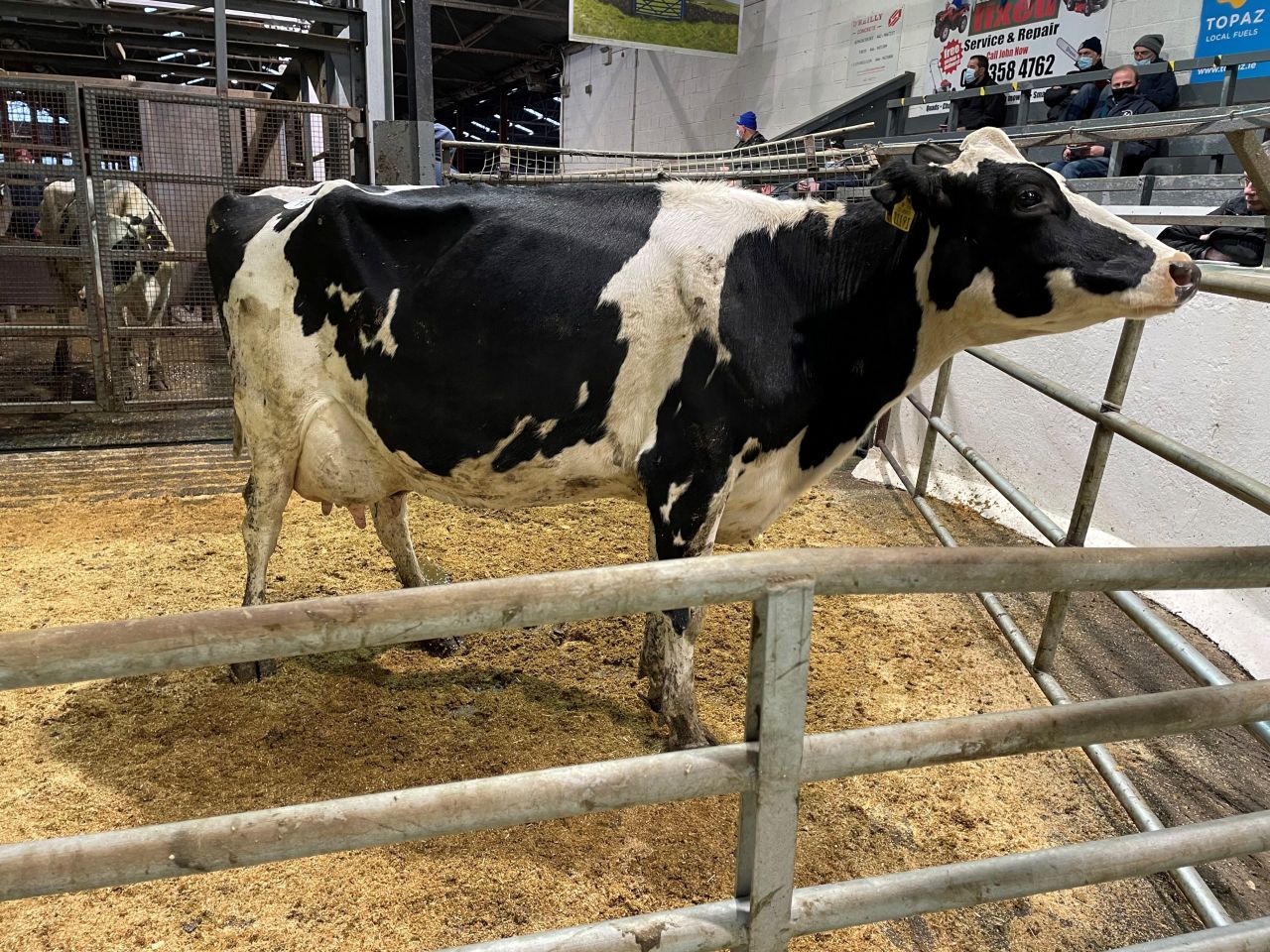 In pictures: Taaffe Auctions December dairy sale