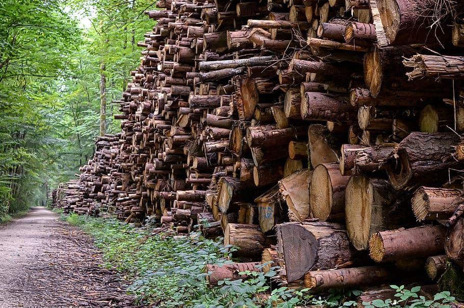 Minister welcomes increase in forestry harvesting capacity