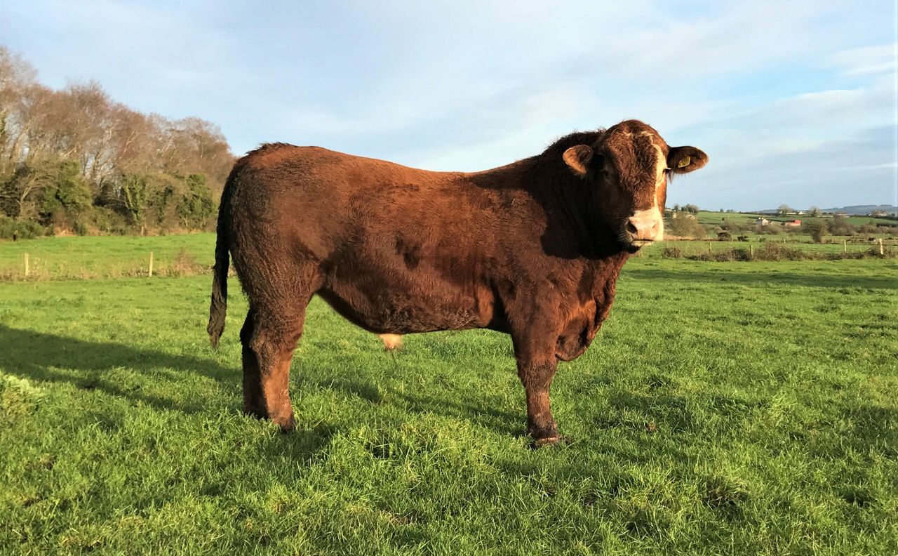 Beef focus: Stabilisers increasing profits on Co. Tipperary suckler farm