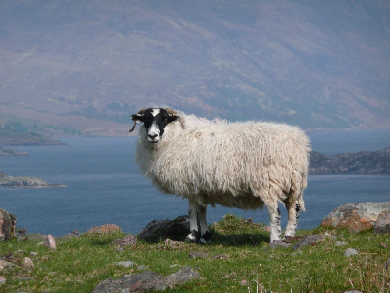 How Mayo became home to Ireland’s largest sheep farm