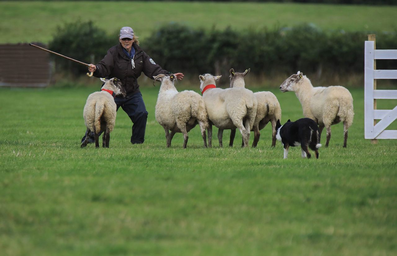 Irish team selected for International Sheepdog Trials