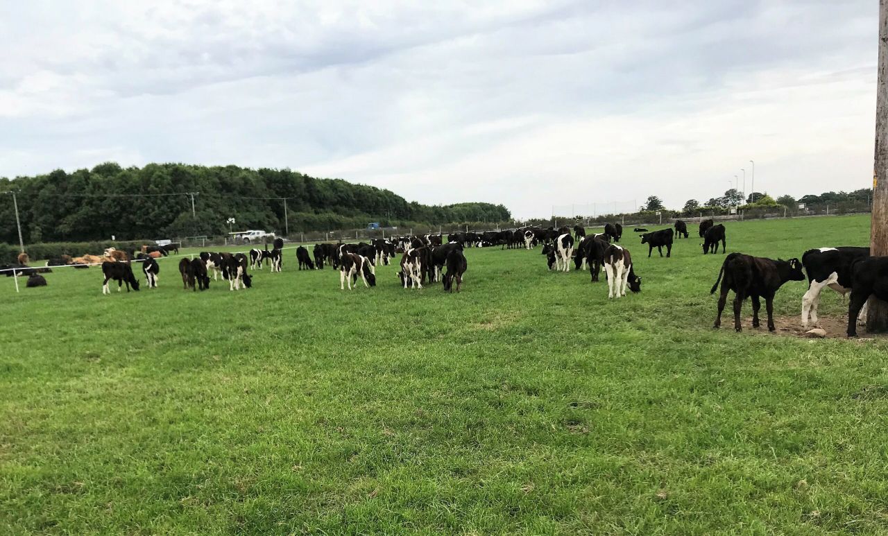 Dairy calf-to-beef: How much money can be saved by hitting targets?