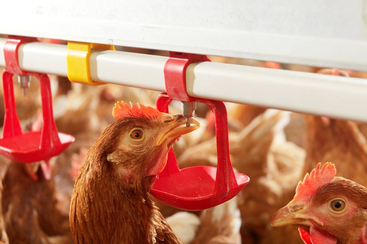 80,000 birds to be culled as H5N8 is confirmed in NI commercial flock