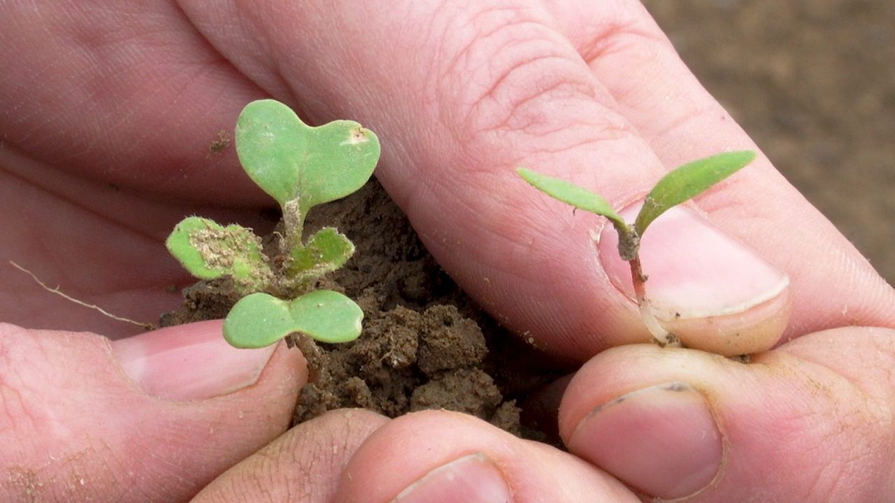 How to control weeds in spring cereal crops