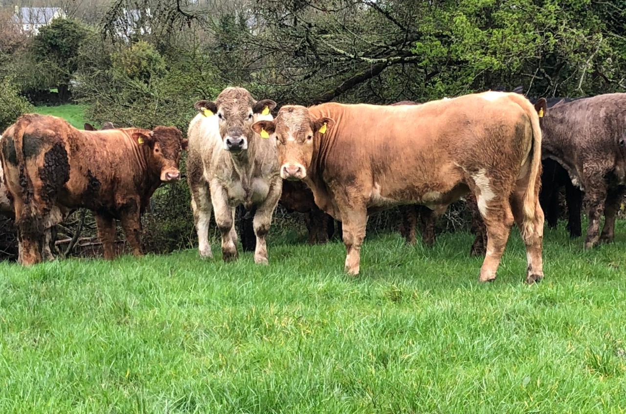 Farmers feeding bullocks to be hit by nitrates rule changes