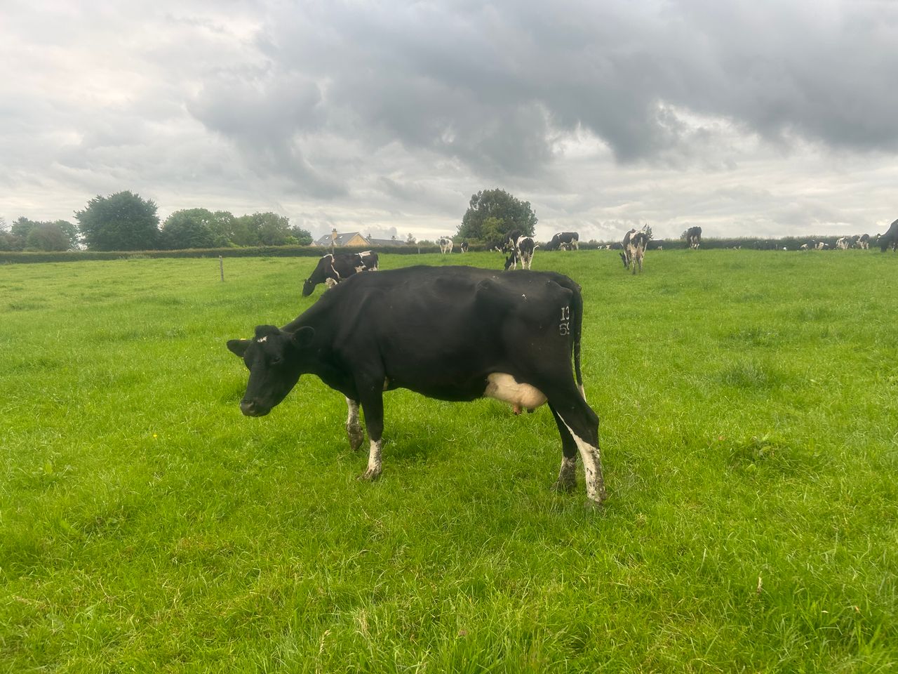 Grass growth rates see no improvement this week
