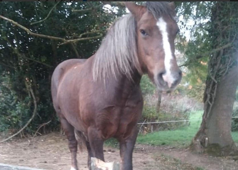 Gardaí recover pony stolen from Tipperary