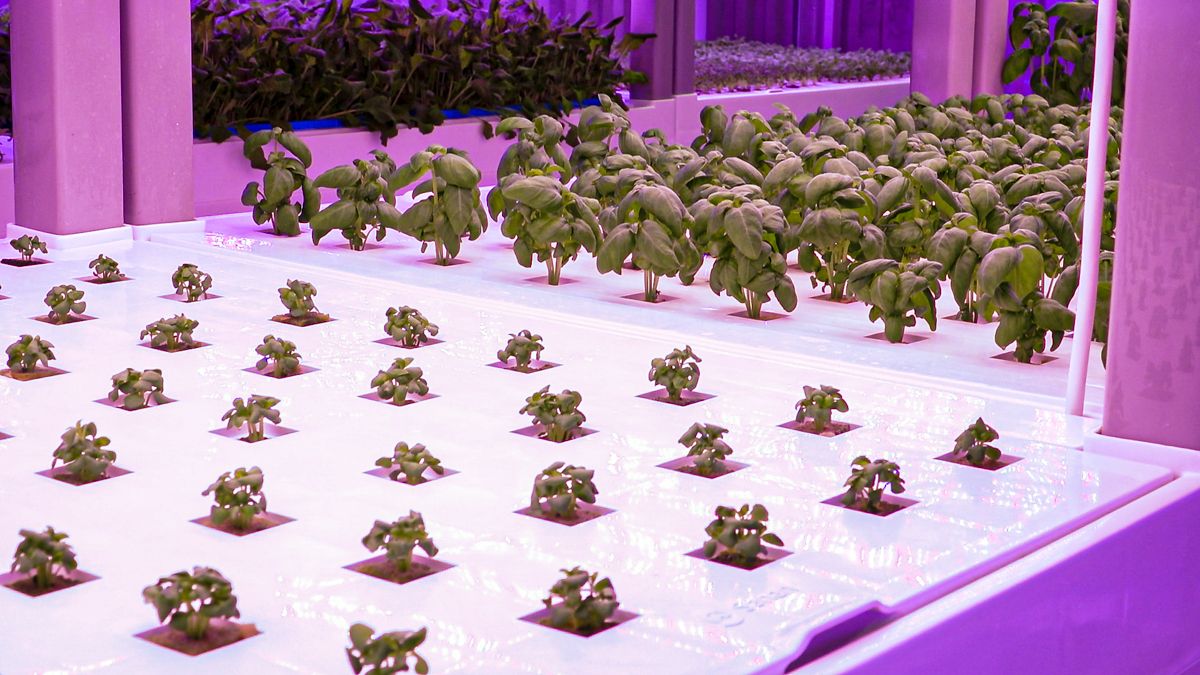 Watch: 5ac of greens in 55m²? No imports...hyper-local food