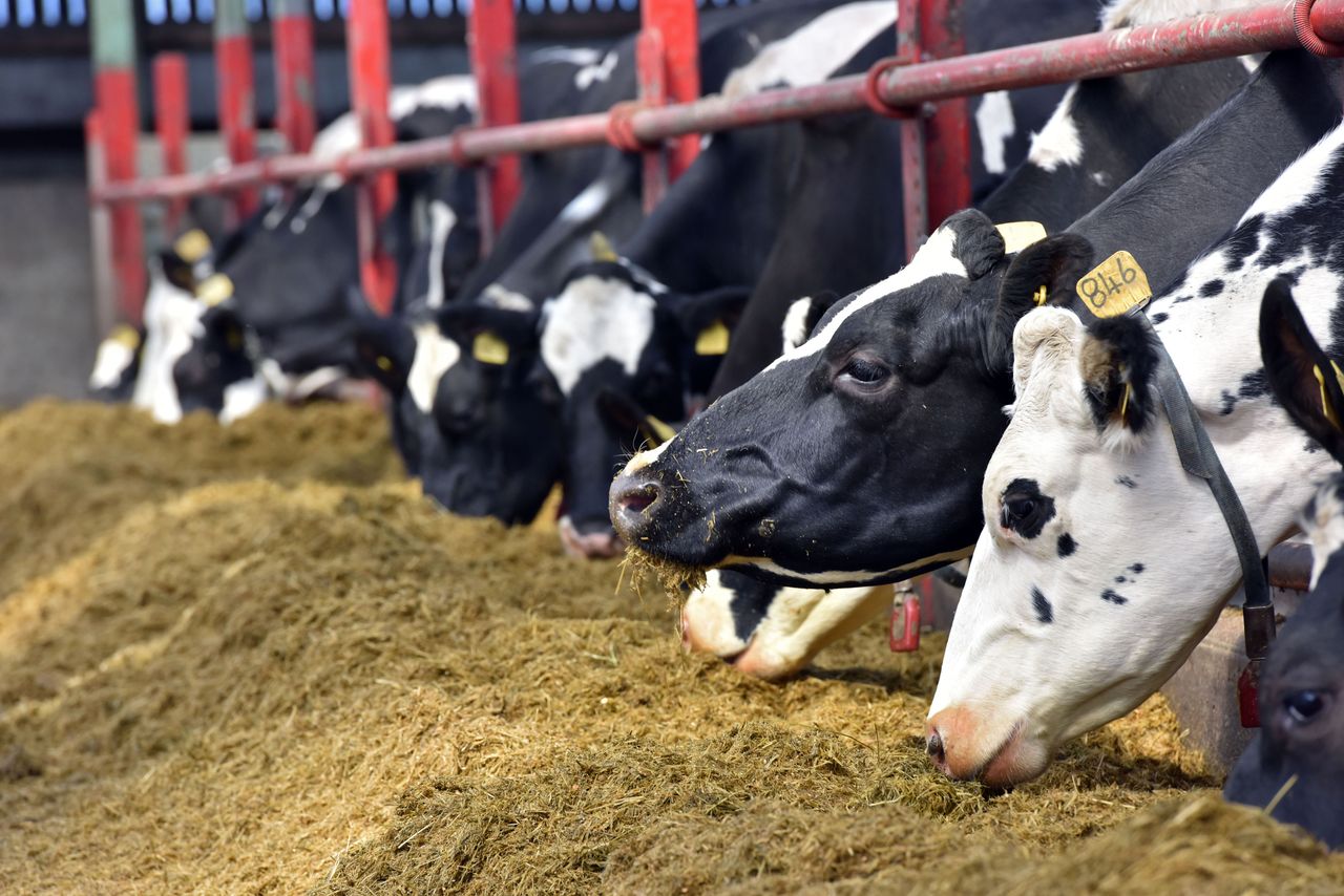 US study shows benefits of feeding fatty acids yield to early lactation cows