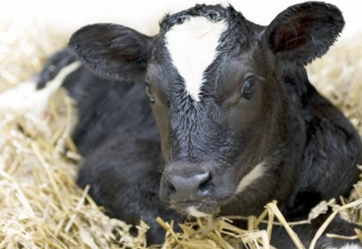 May too soon for BVD deadline, FFA warns