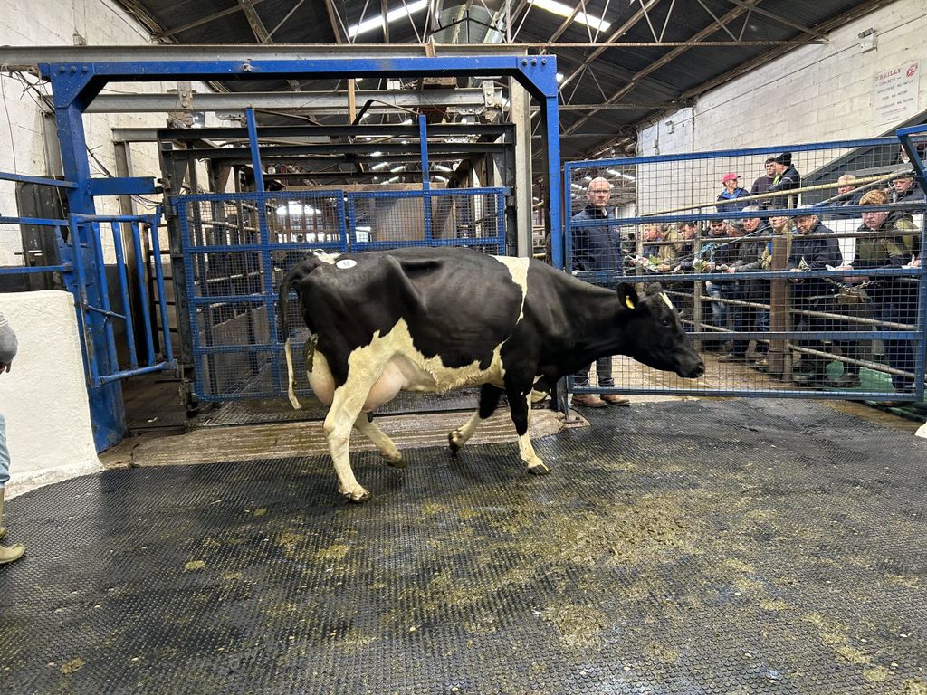 Lot 17: Greenhills Picasso Sugar 2, EBI of €295 produced 587 kg of MS in second lactation with 3.86% protein sold for €4,800