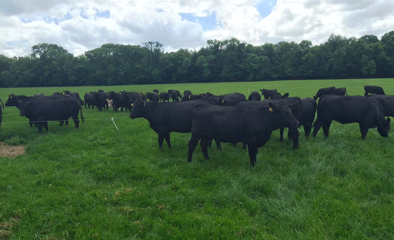 Prime and cull cow beef gap narrows to 30c/kg - steers fall to €4/kg