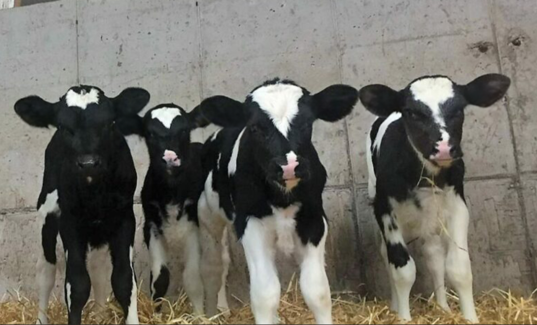 Images in calf investigation 'not representative' - Gorman