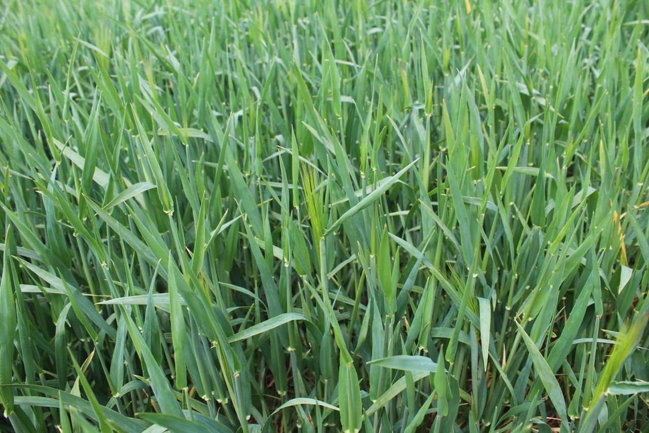 Can cool, dry spring conditions coalesce to boost winter cereal yields?