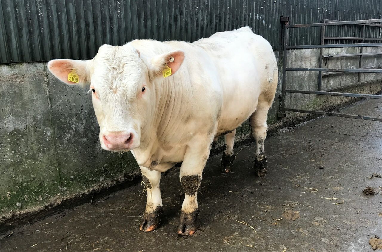 Video: Stock bull management this breeding season