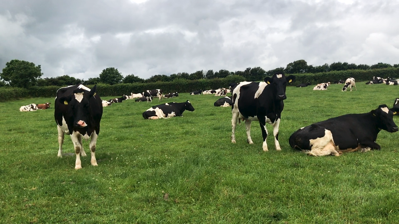 Dairy Throwback: ‘Mam is 100% the real boss – without her we would be lost’