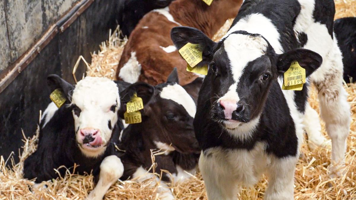 Is sexed semen the future?