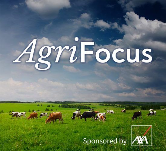 Listen: AgriFocus - the future for the beef market with Bord Bia's Mark Zeig